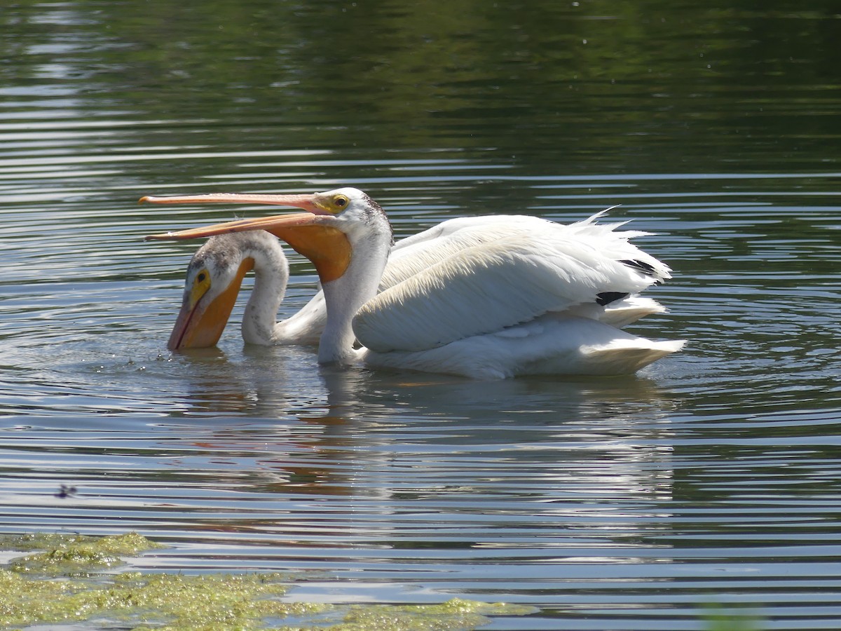 American White Pelican - ML638137166