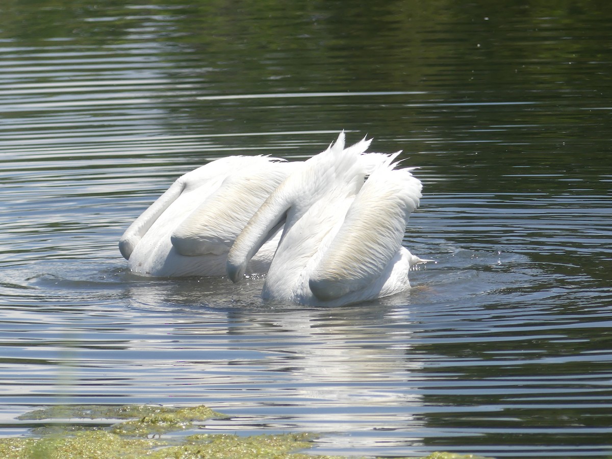 American White Pelican - ML638137169
