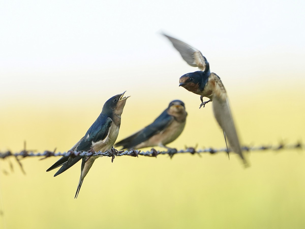 Barn Swallow - ML638137171