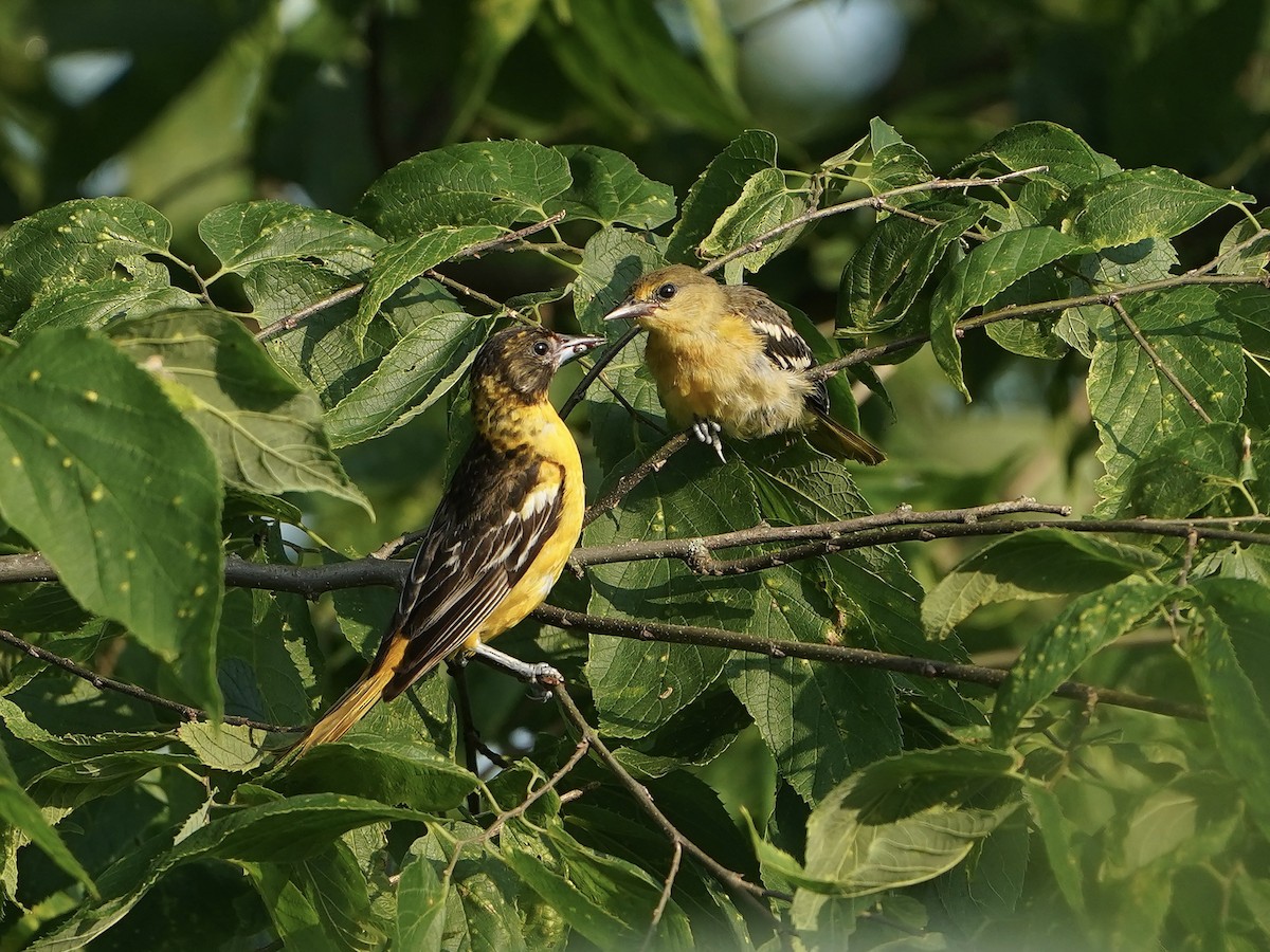 Baltimore Oriole - ML638137180