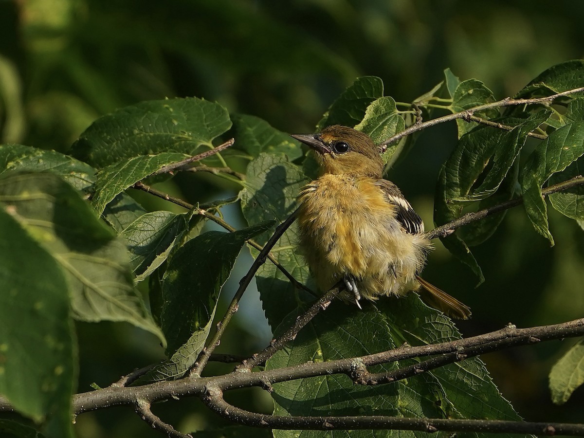 Baltimore Oriole - ML638137191