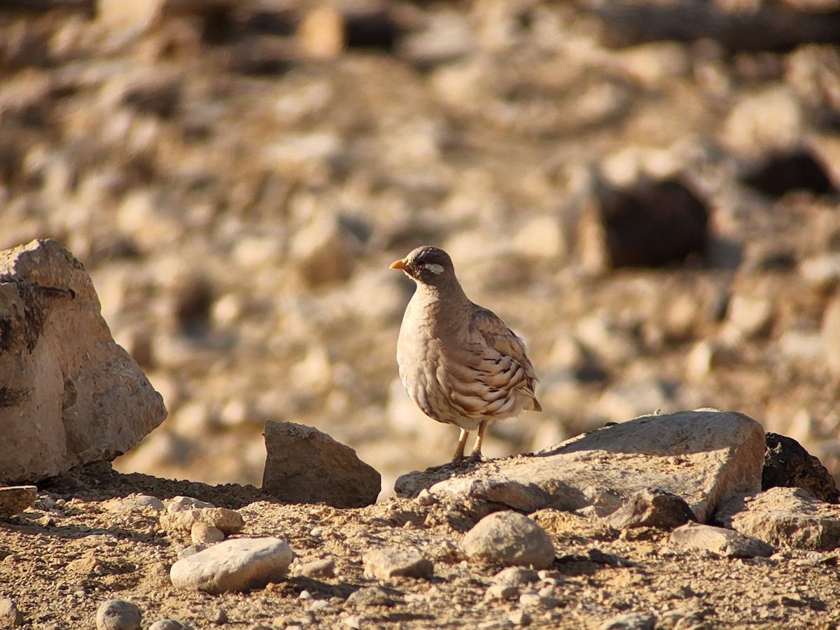 Sand Partridge - ML638137211