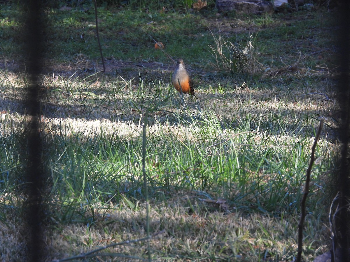 Rufous-bellied Thrush - ML638137227