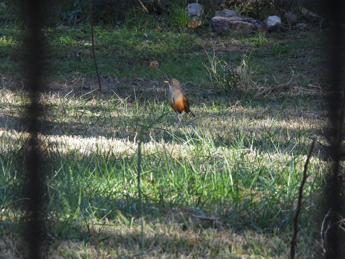 Rufous-bellied Thrush - ML638137228