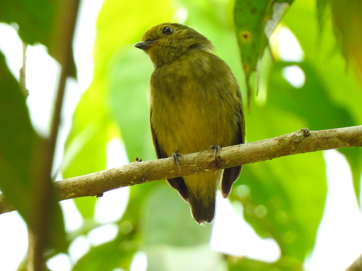 Velvety Manakin - ML638137236