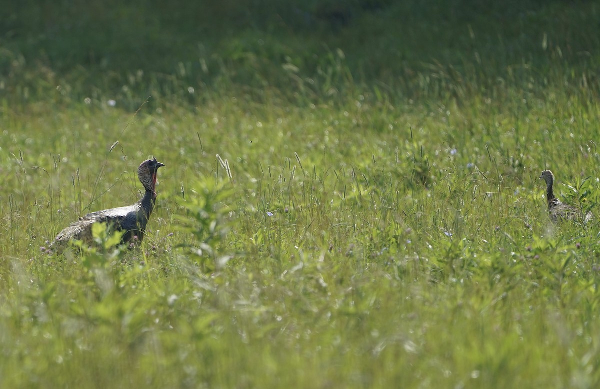 Wild Turkey - ML638137266