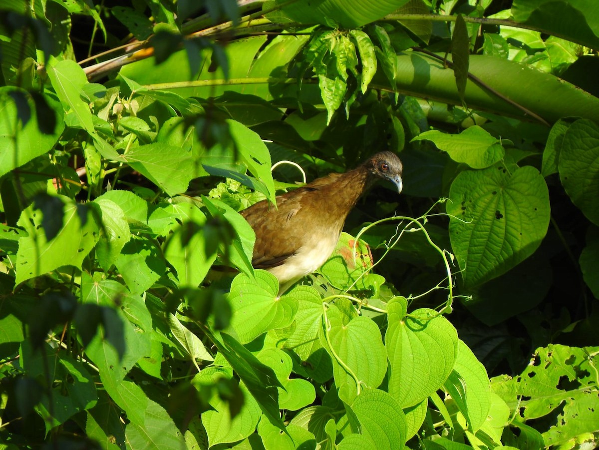 Chestnut-winged Chachalaca - ML638137268