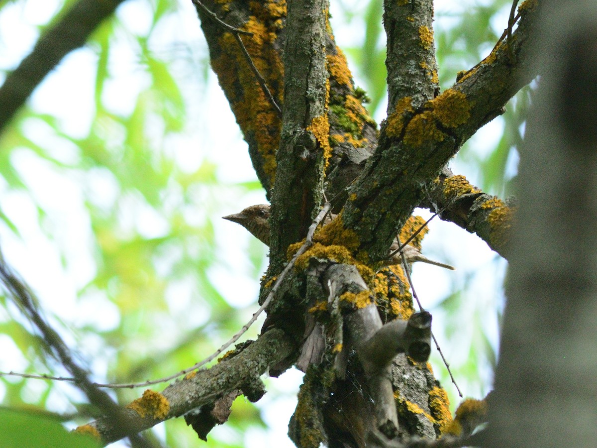 Eurasian Wryneck - ML638137301