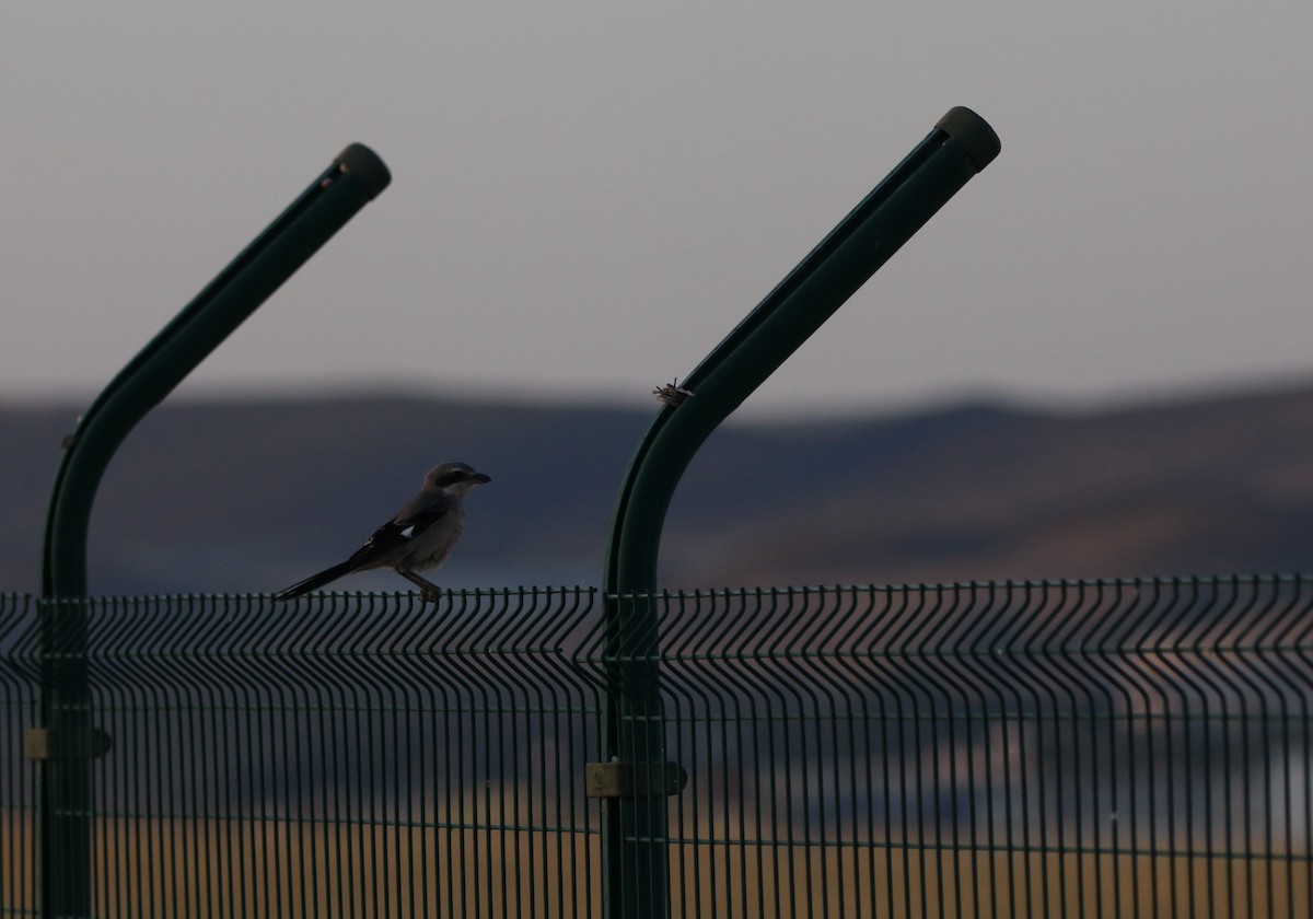 Iberian Gray Shrike - ML638137349
