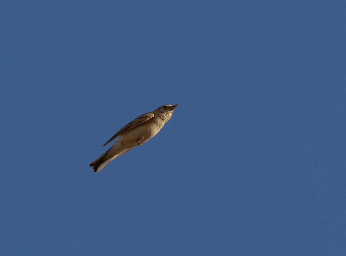 Greater Short-toed Lark - ML638137357