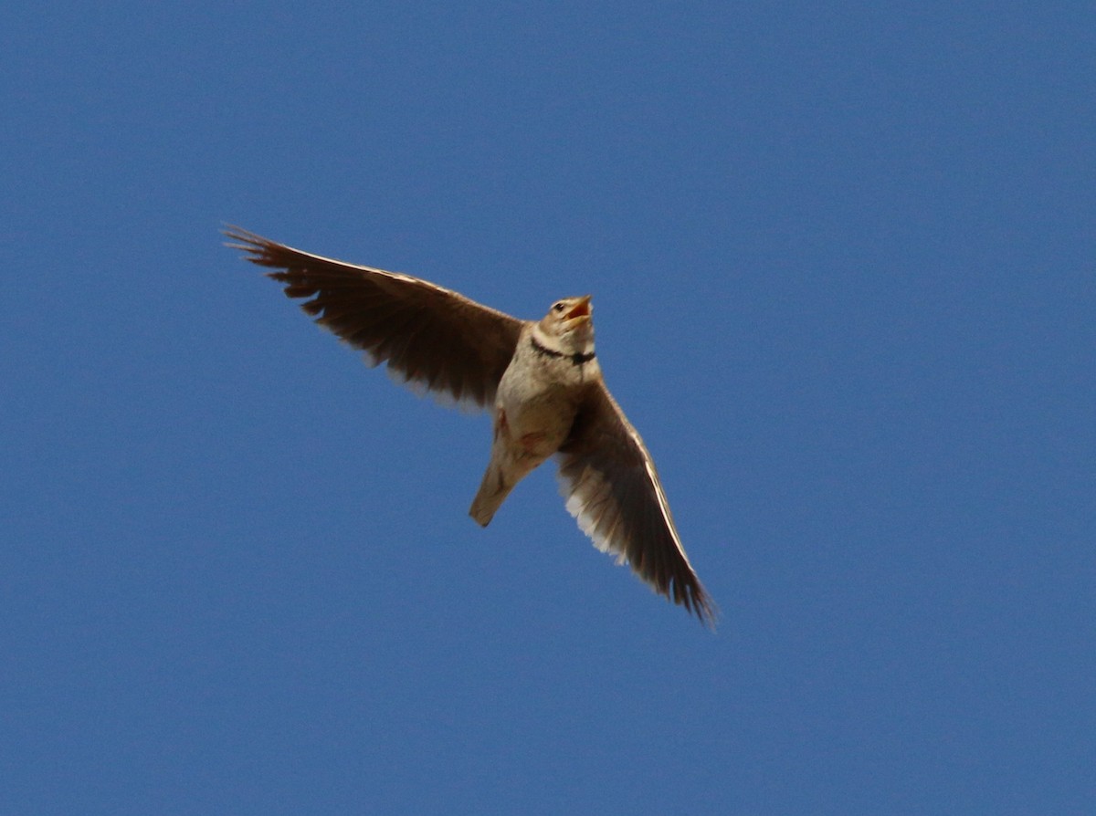 Calandra Lark - ML638137358