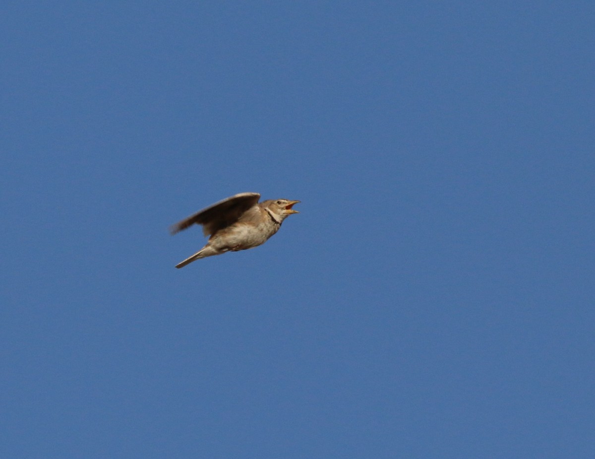 Calandra Lark - ML638137359