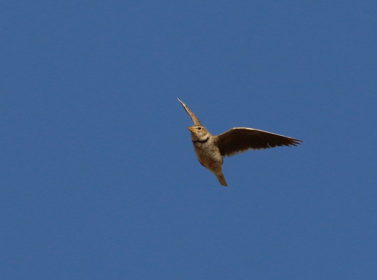 Calandra Lark - ML638137360