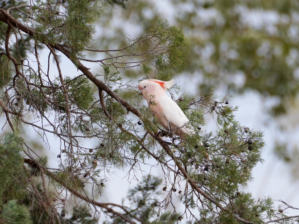 Pink Cockatoo - ML638137365