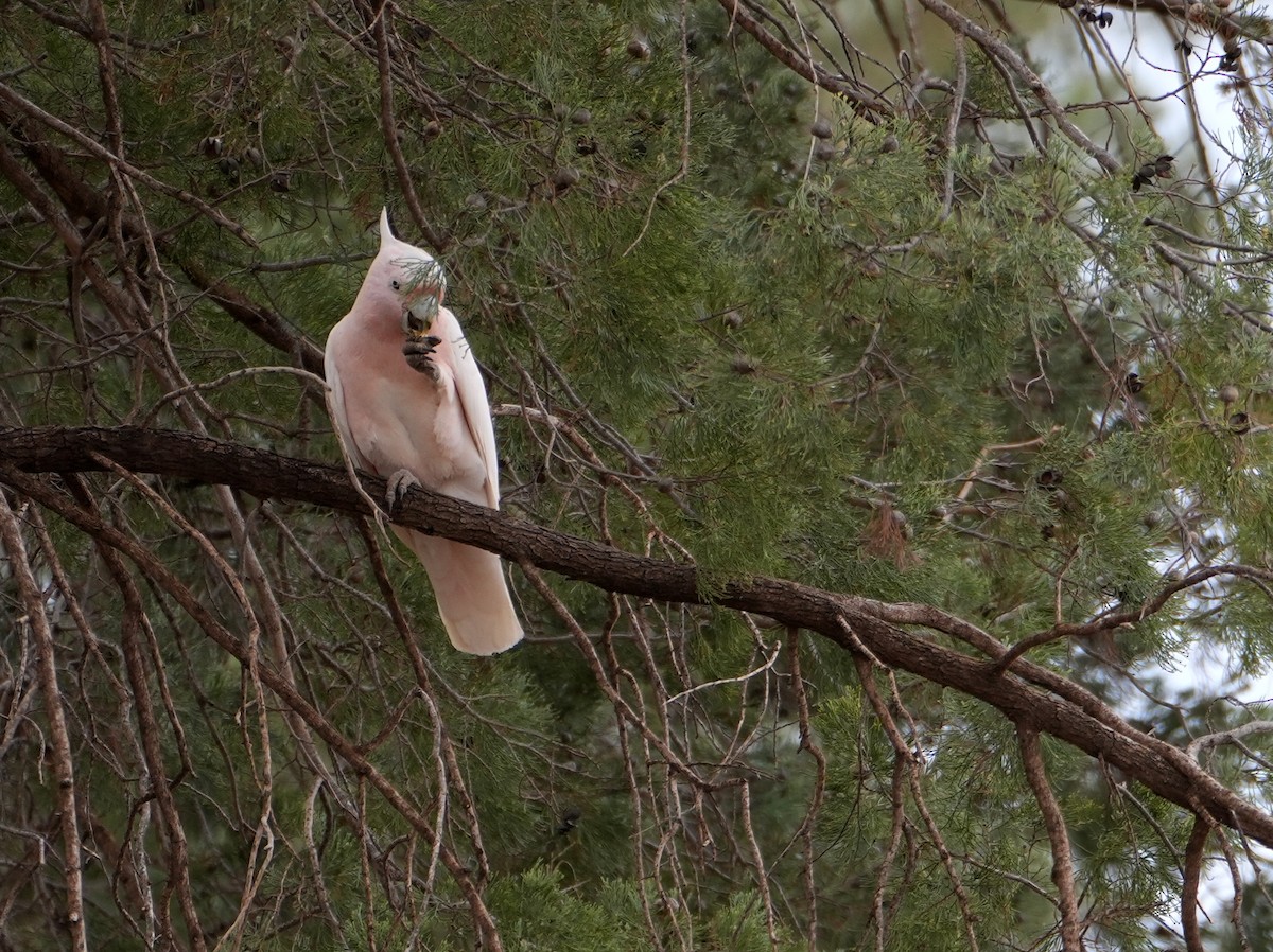 Pink Cockatoo - ML638137366