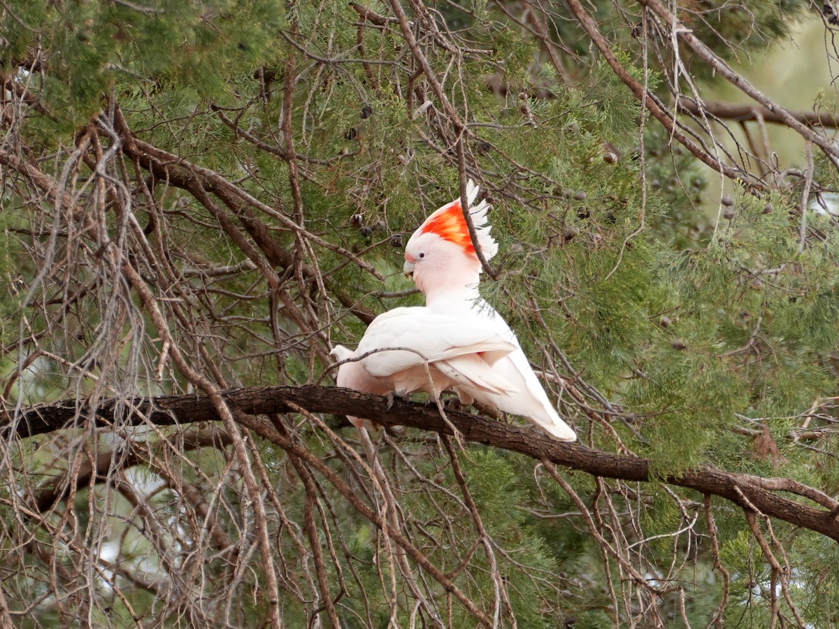 Pink Cockatoo - ML638137367