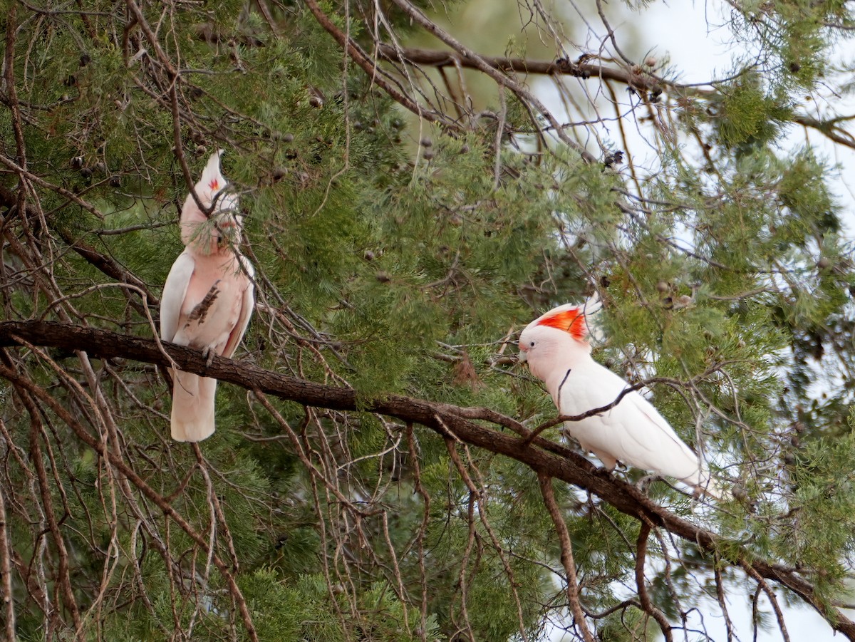 Pink Cockatoo - ML638137368