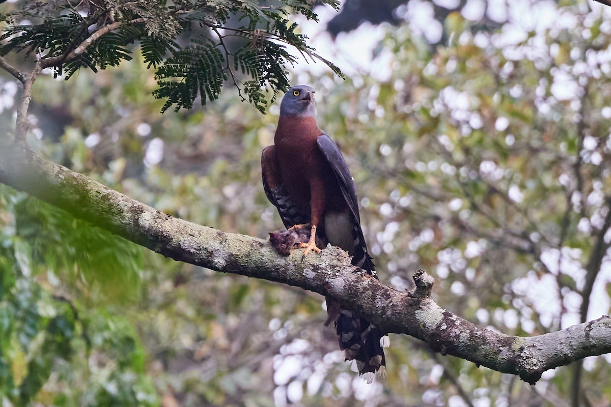 Long-tailed Hawk - ML638137384