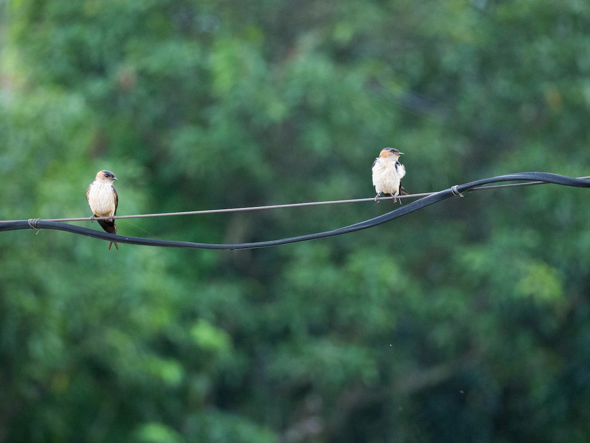 Eastern Red-rumped Swallow (Striated) - ML638137392