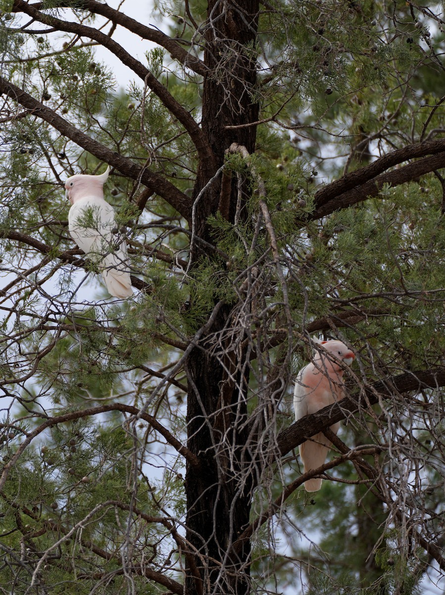 Pink Cockatoo - ML638137401