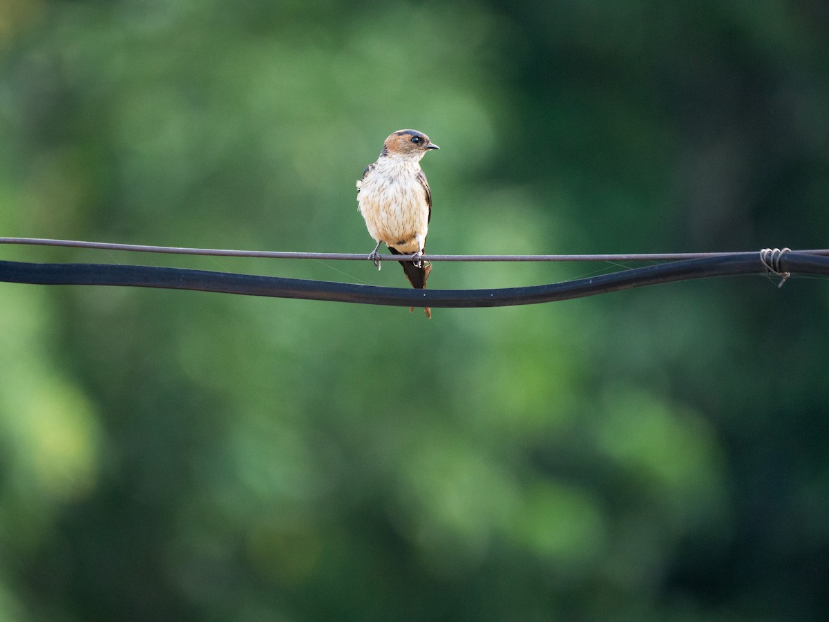 Eastern Red-rumped Swallow (Striated) - ML638137404