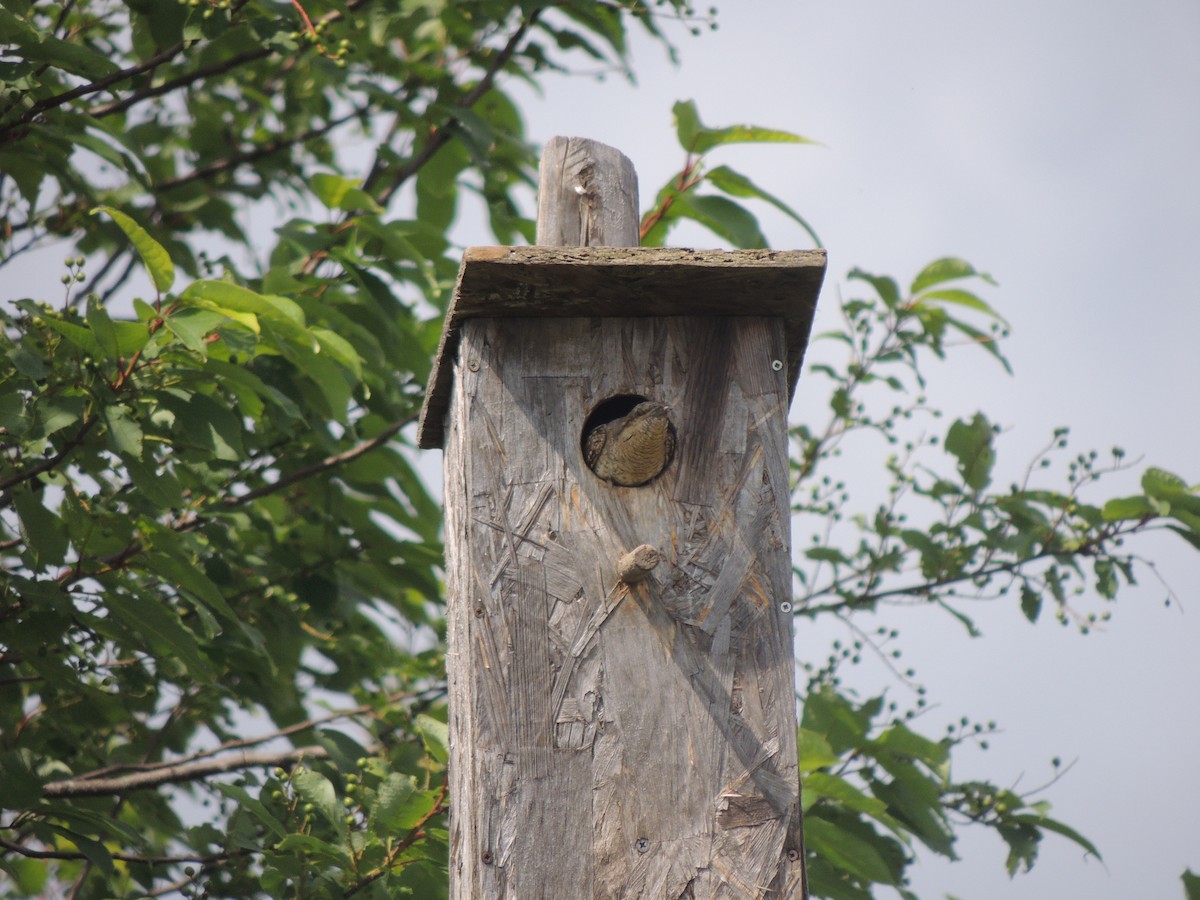 Eurasian Wryneck - ML638137418
