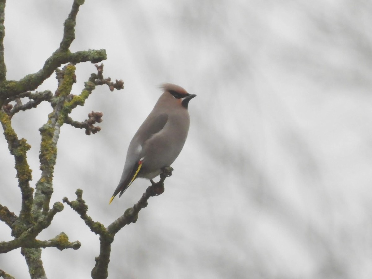 Bohemian Waxwing - ML638137422
