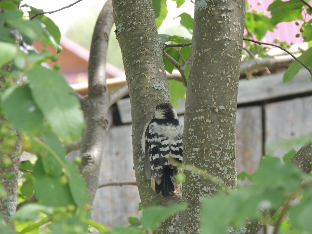 Lesser Spotted Woodpecker - ML638137448