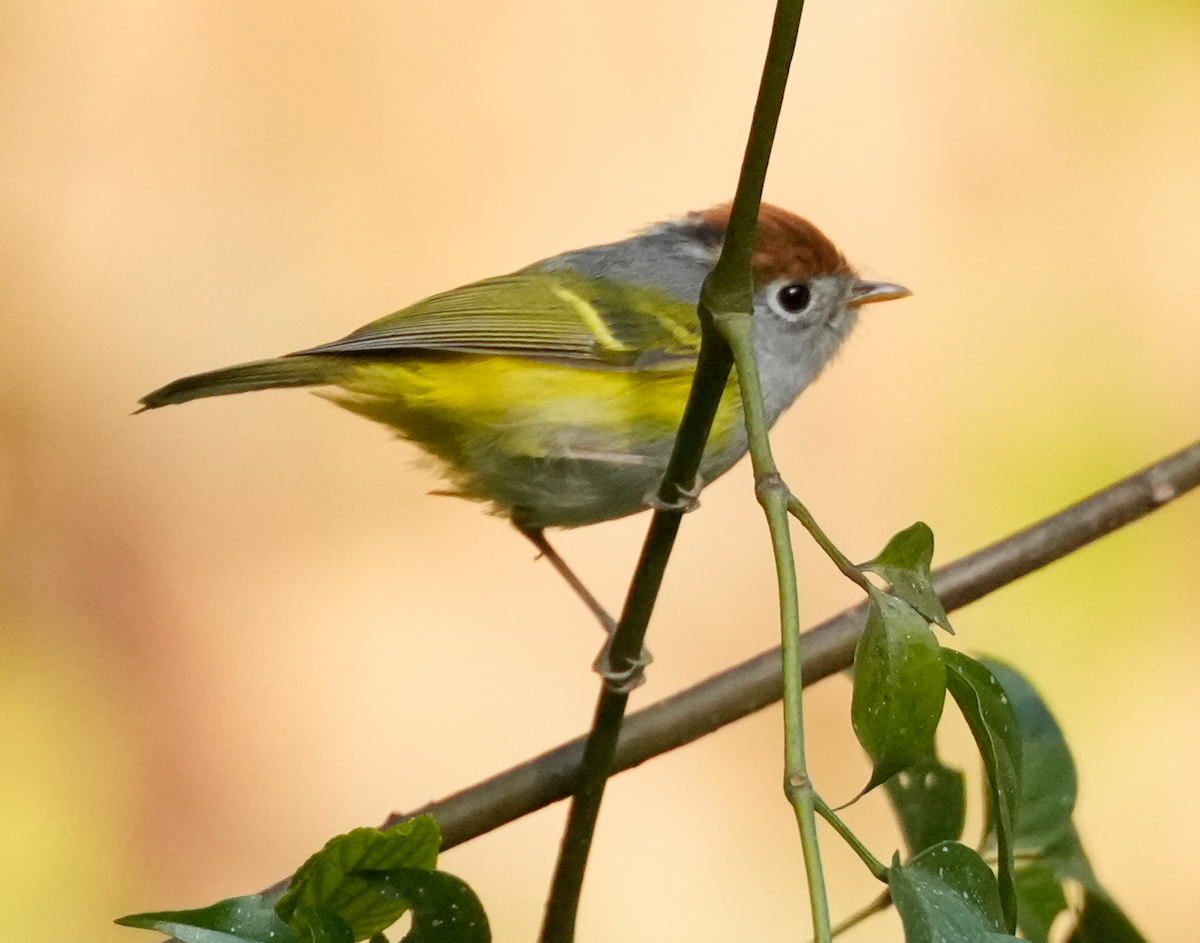 Chestnut-crowned Warbler - ML638137449