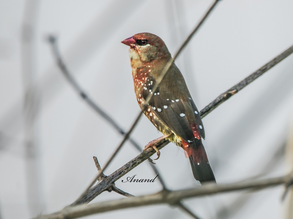Red Avadavat - ML638137455