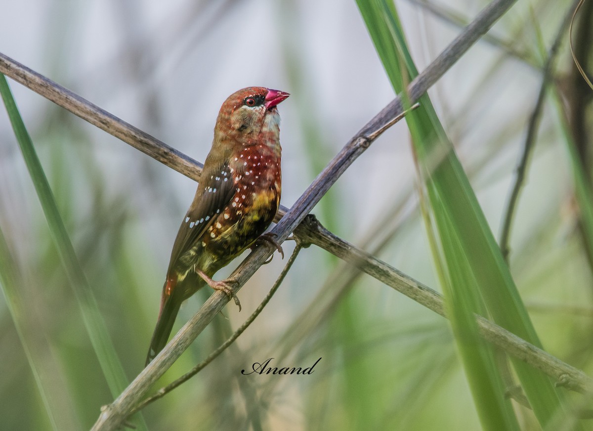 Red Avadavat - ML638137456
