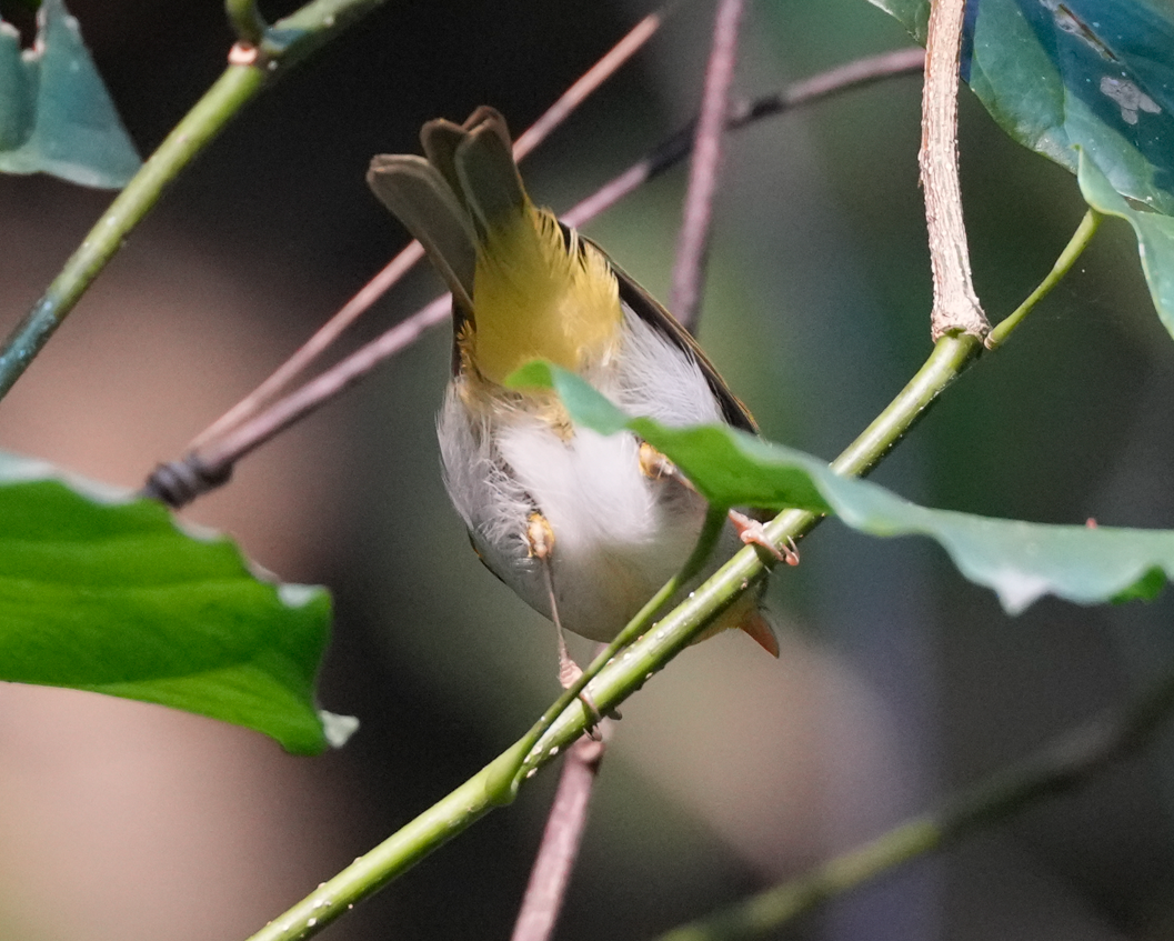 Yellow-vented Warbler - ML638137461