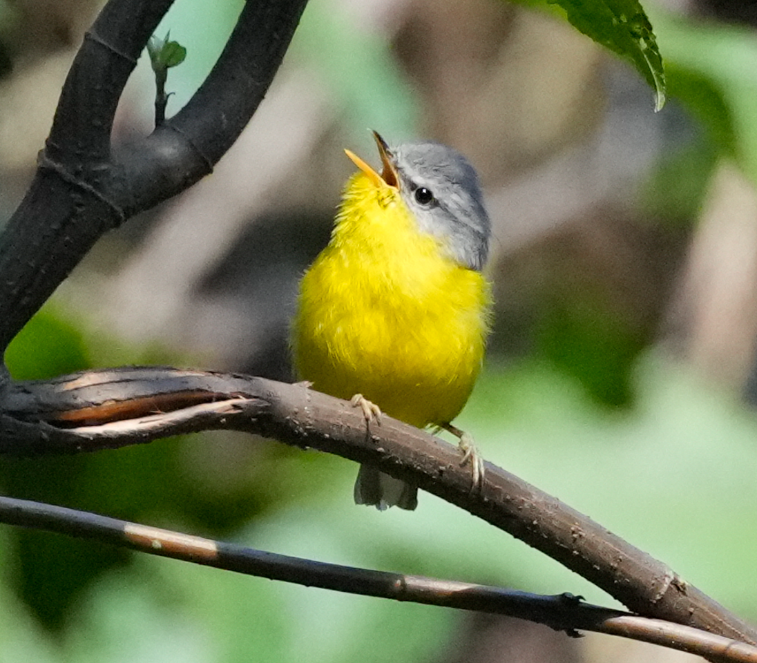 Gray-hooded Warbler - ML638137463