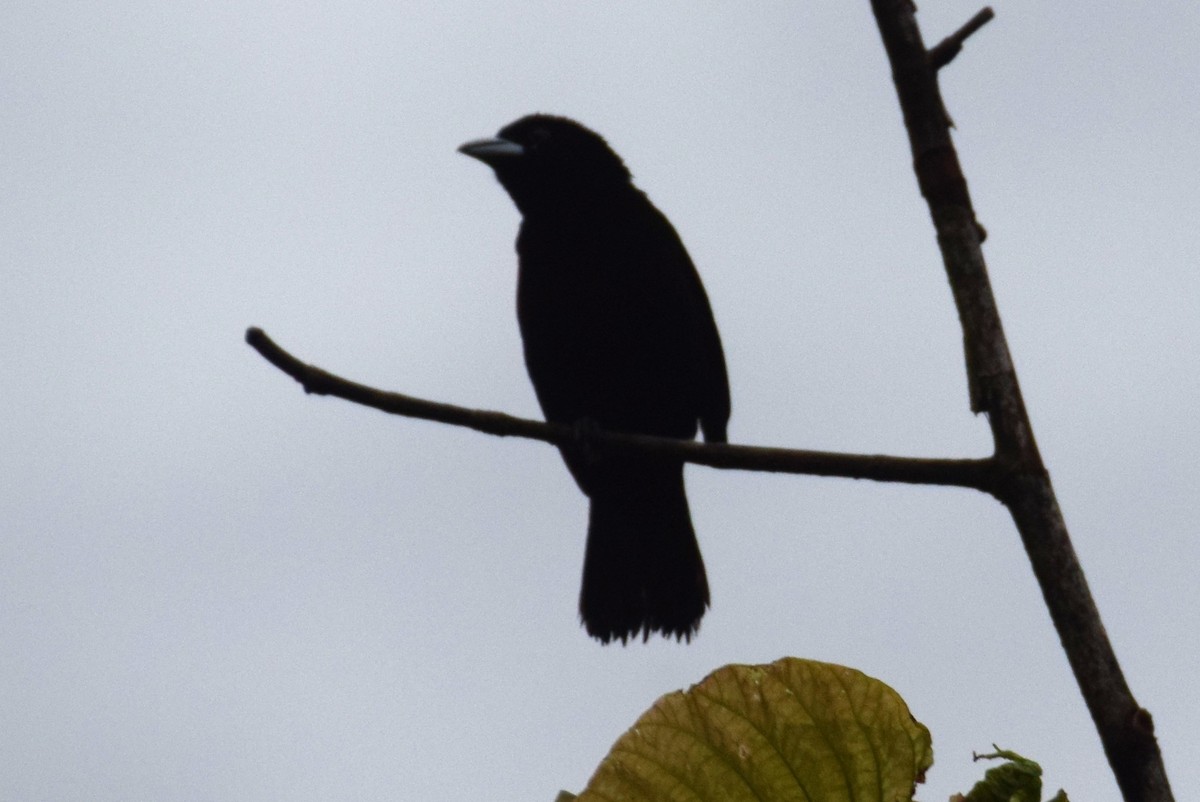Flame-rumped Tanager - ML638137489
