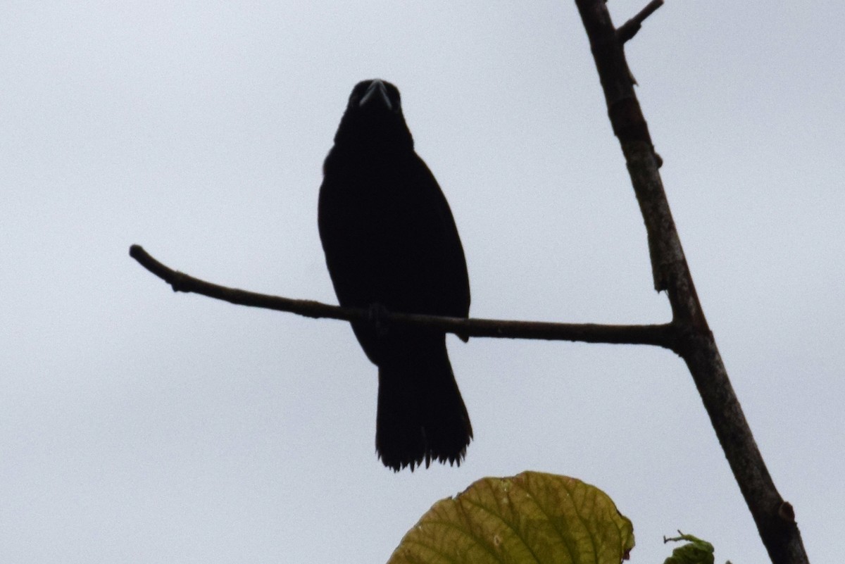 Flame-rumped Tanager - ML638137490