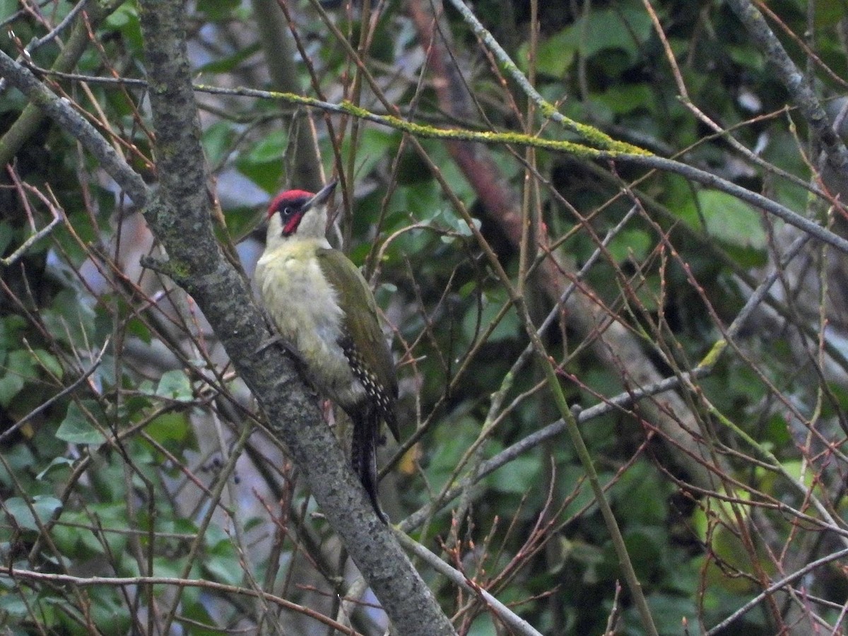 Eurasian Green Woodpecker - ML638137492