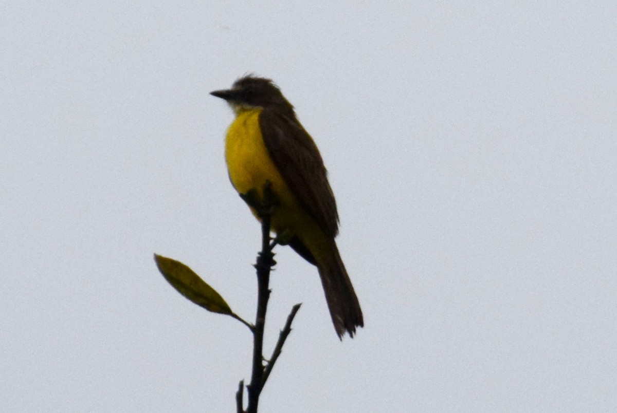 Rusty-margined Flycatcher - ML638137496