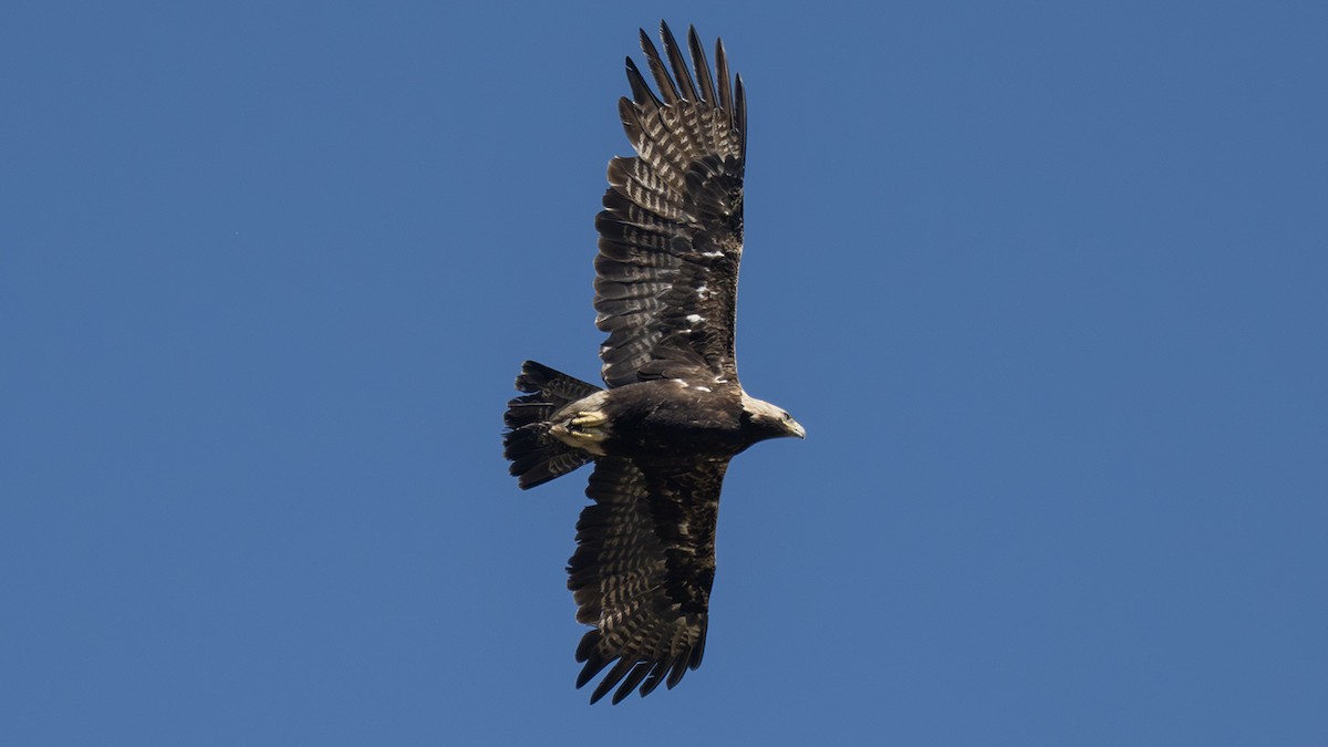 Imperial Eagle - ML638137499