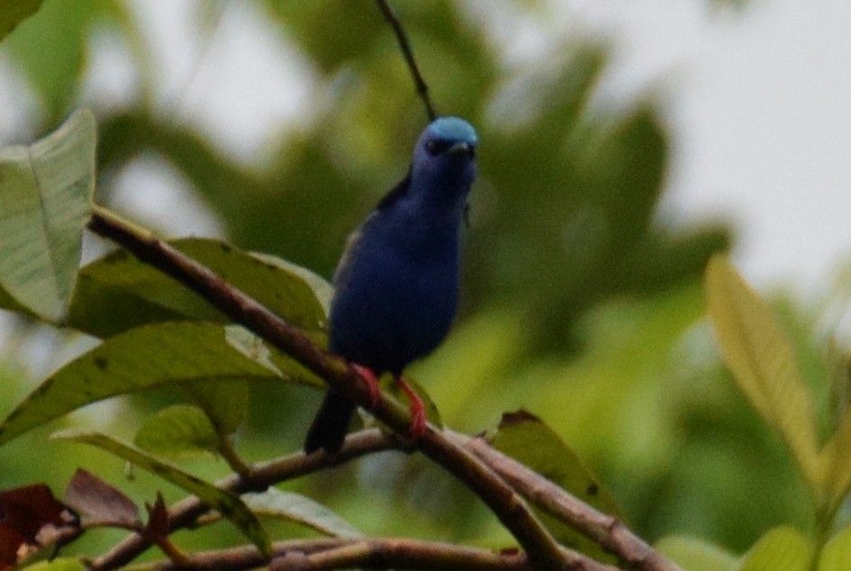 Red-legged Honeycreeper - ML638137504