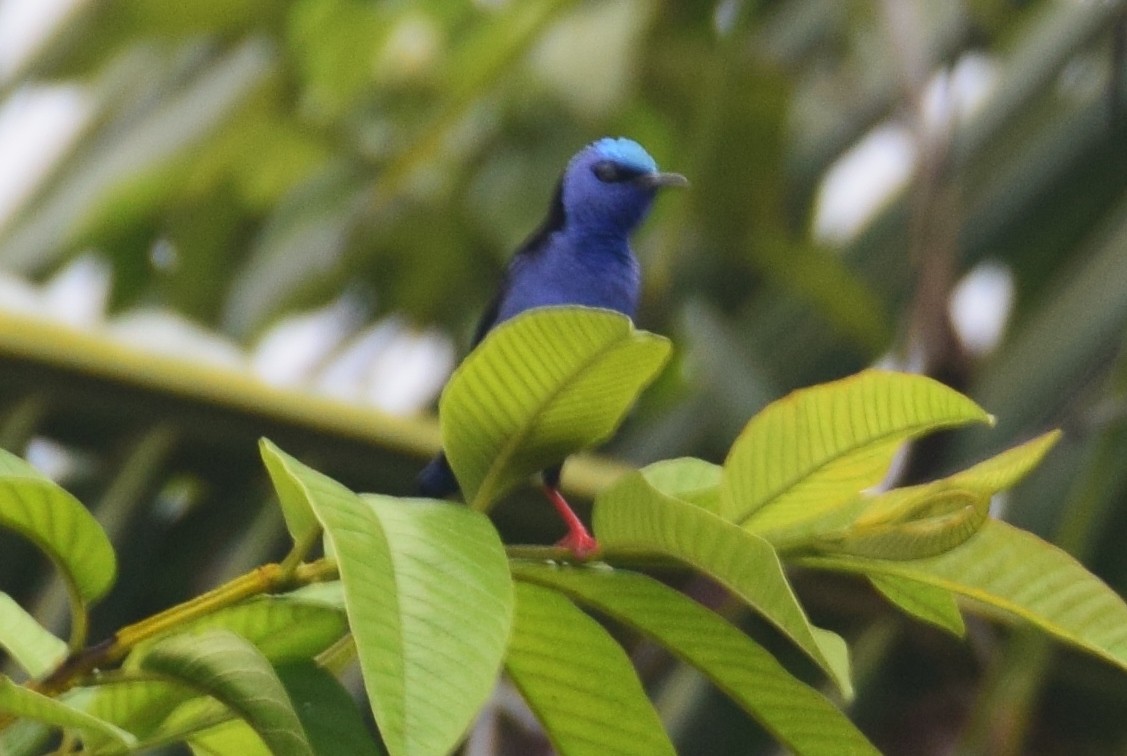 Red-legged Honeycreeper - ML638137505