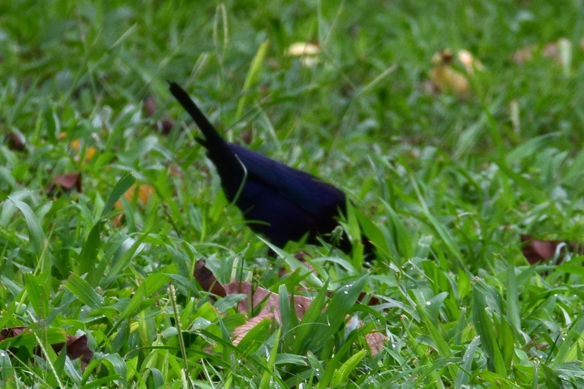 Shiny Cowbird - ML638137522