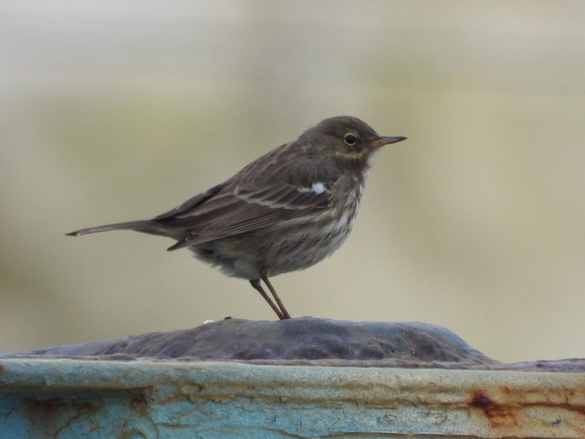Rock Pipit - ML638137546