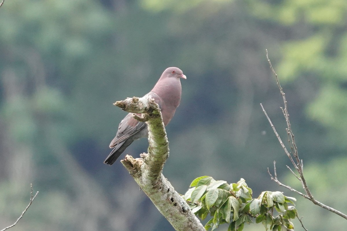 Red-billed Pigeon - ML638137621