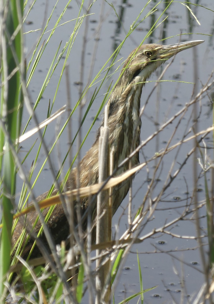 American Bittern - ML638137622