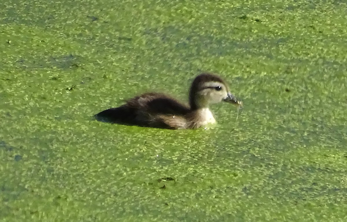 Pato Joyuyo - ML638137644