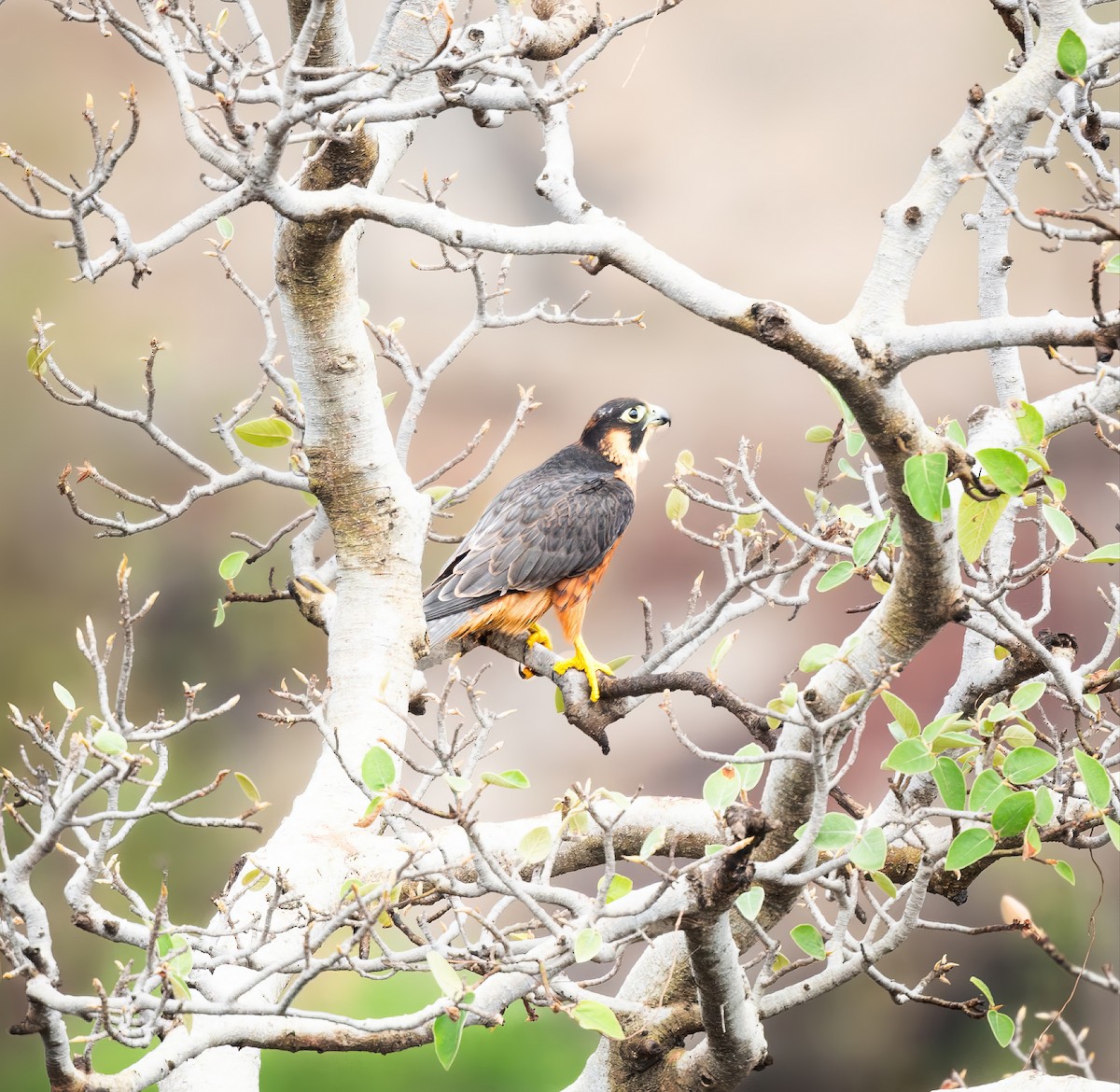 Peregrine Falcon (Shaheen) - ML638137699