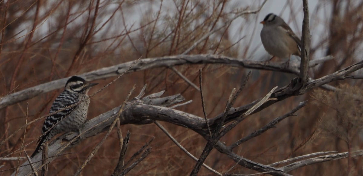 Ladder-backed Woodpecker - ML638137712