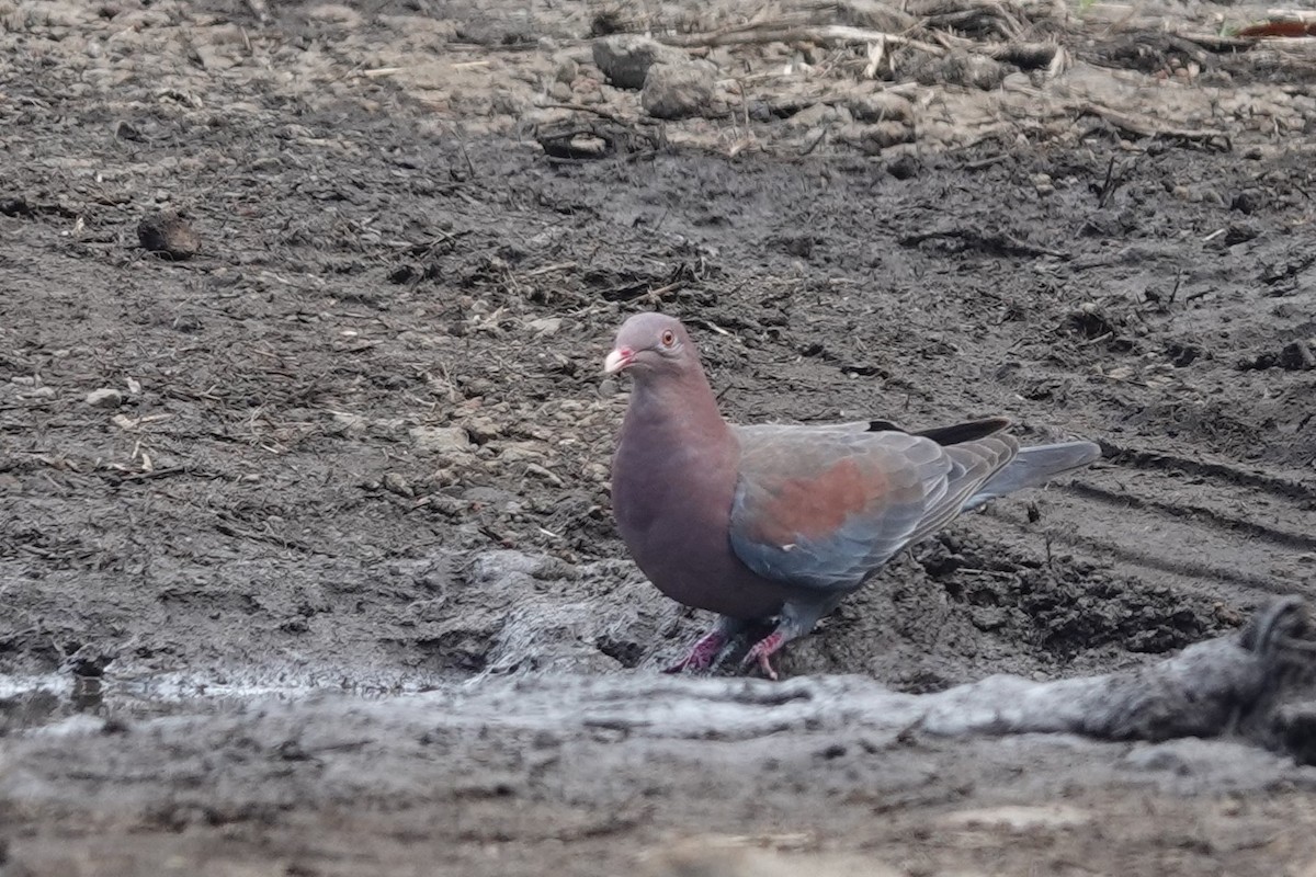 Red-billed Pigeon - ML638137713
