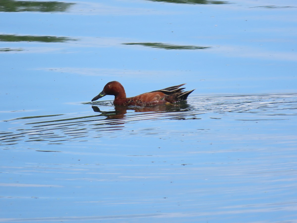 Cinnamon Teal - ML638137717