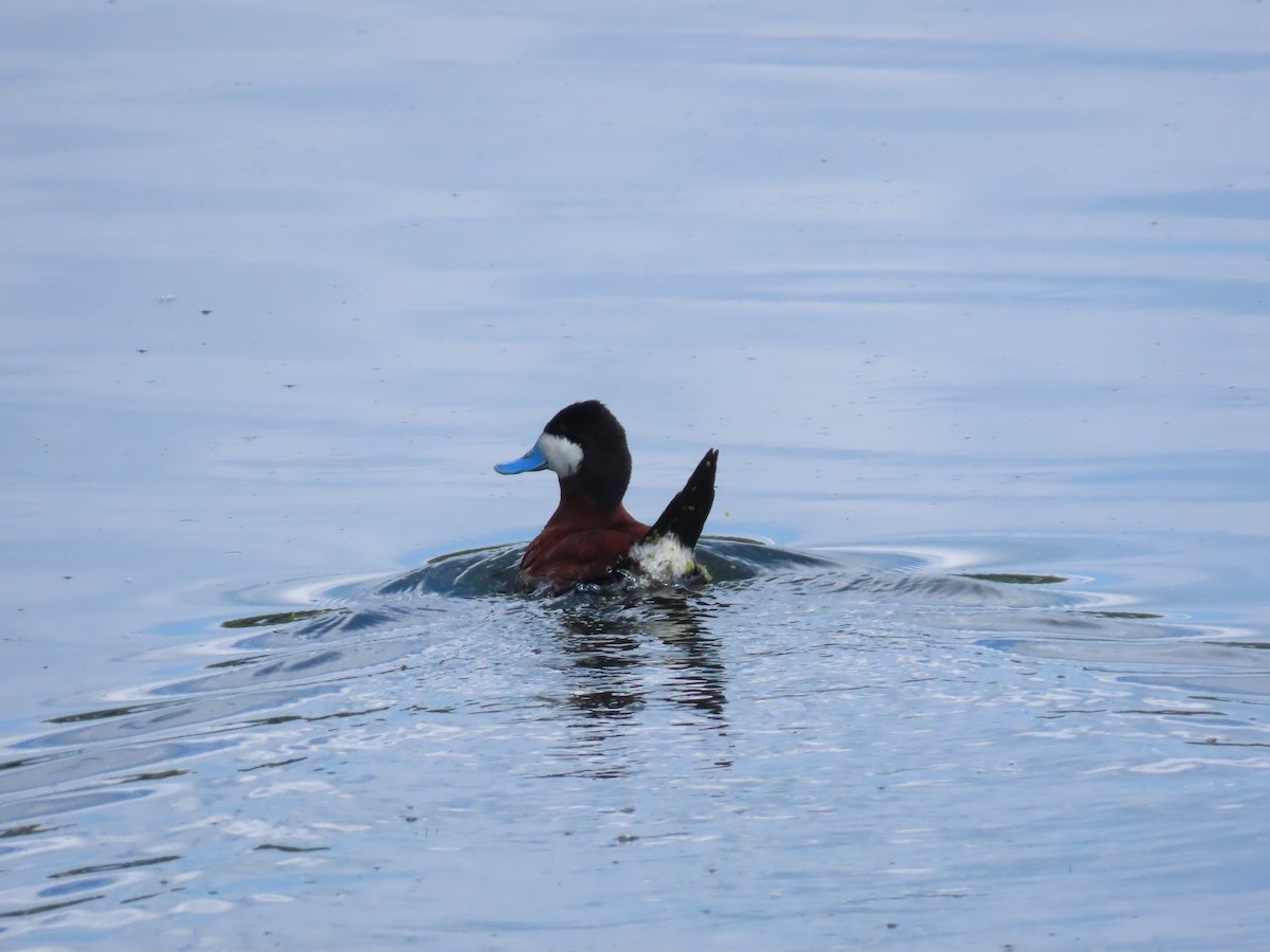 Ruddy Duck - ML638137725